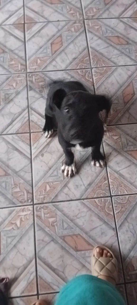 Doaçe cachorro  - Foto 2