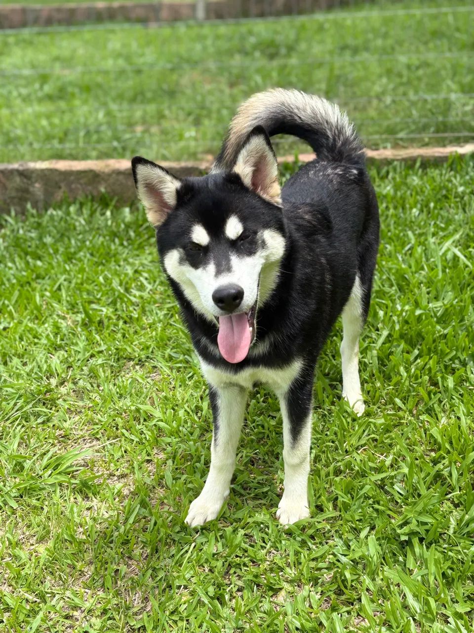 Husky Siberiano - Foto 4