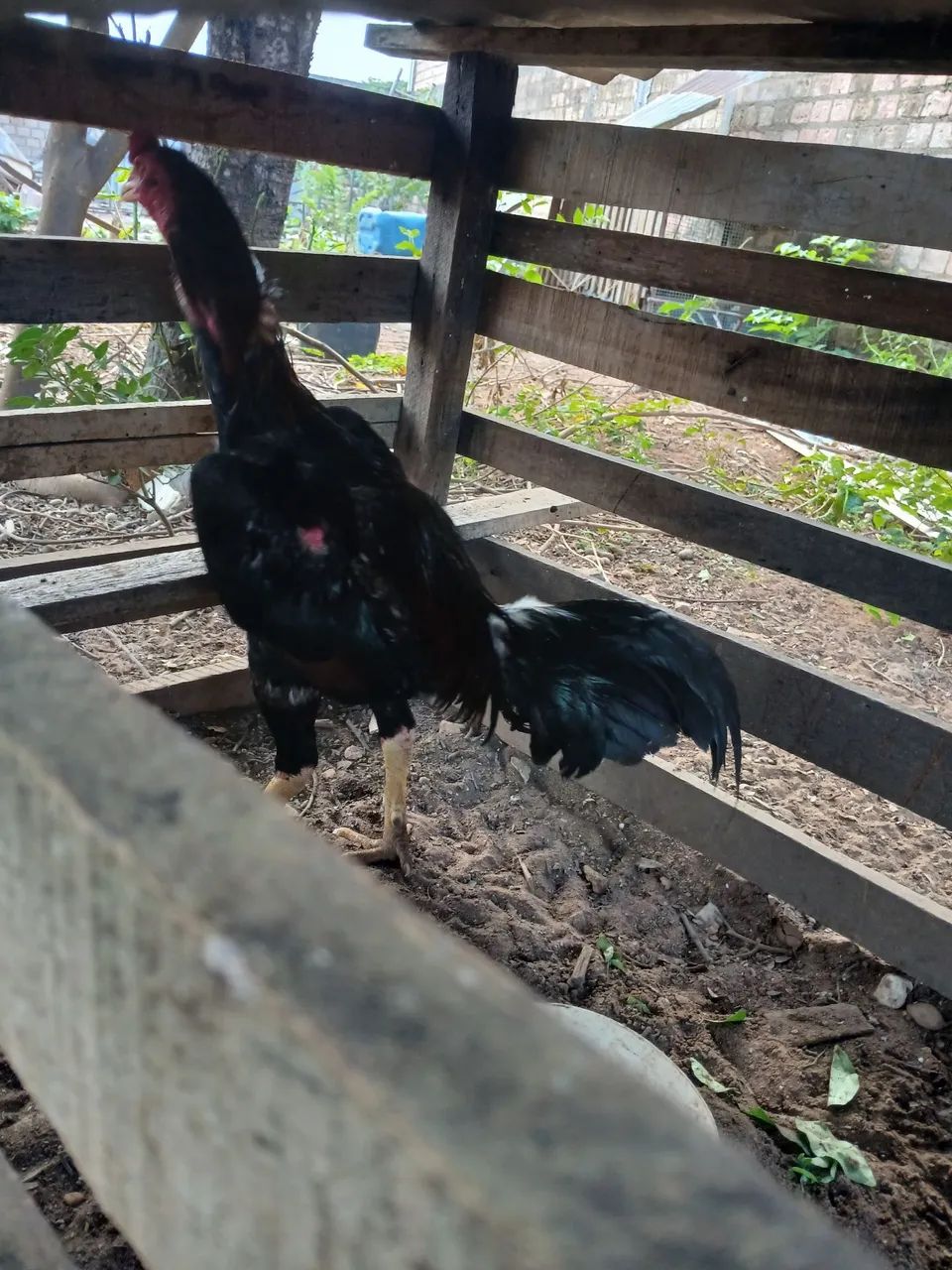 Frango - Foto 2
