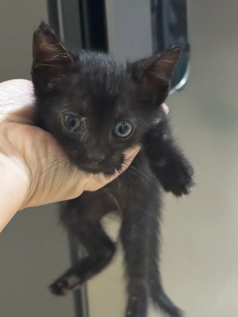 Gatos doar - Foto 4