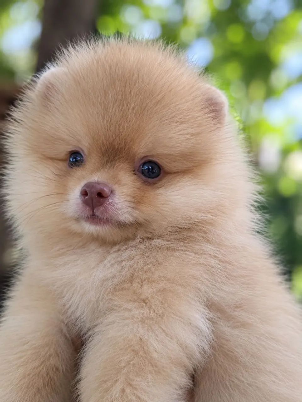 Spitz alemão  - Foto 2