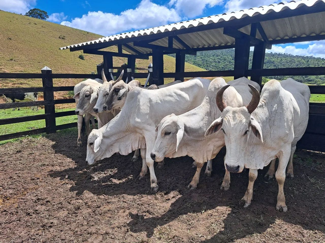 80 Vacas Nelores enxertadas e prenhas - Foto 5