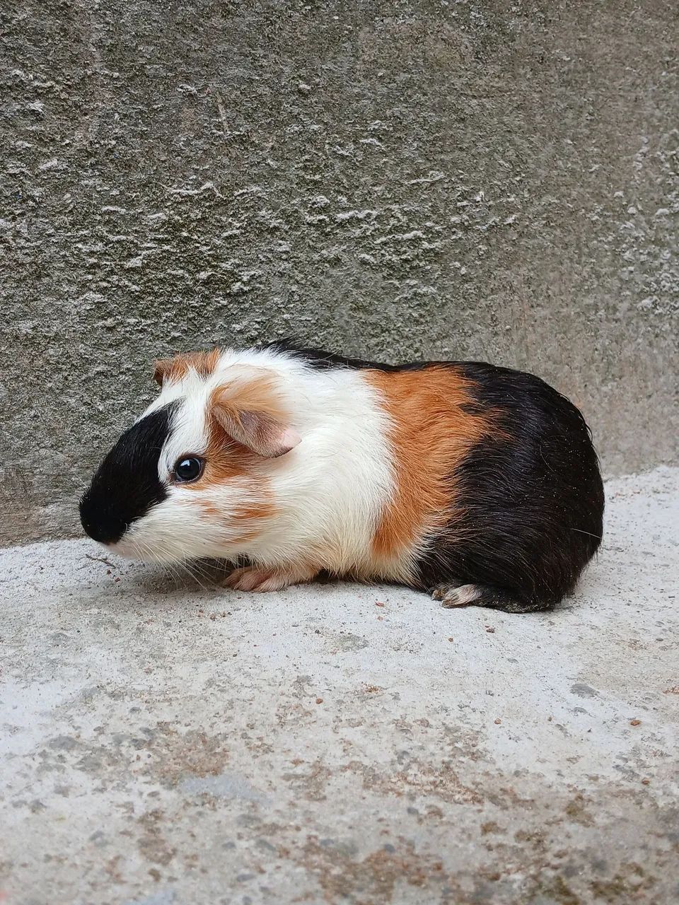 Porquinho da india macho 