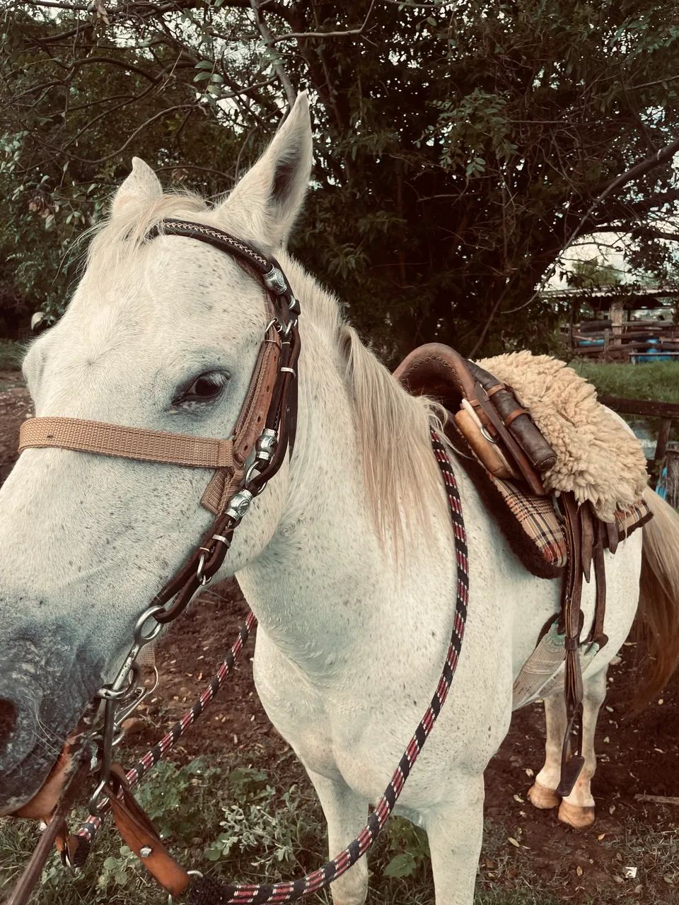 Vendo cavalo Quarto de milha  - Foto 4