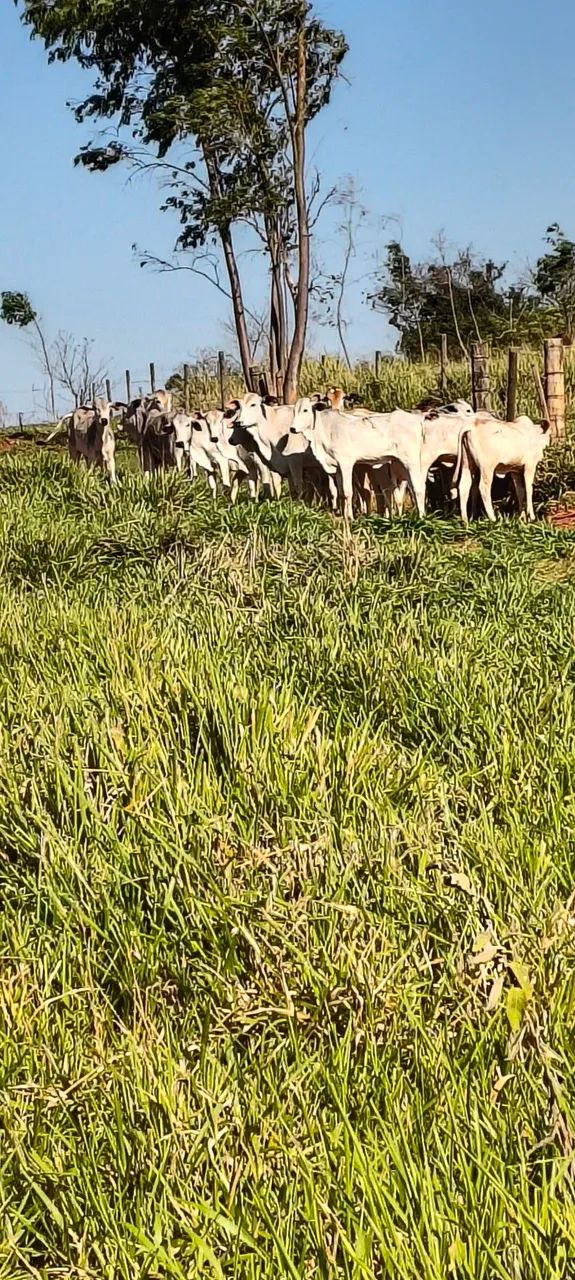 Vendo bezerras  - Foto 2