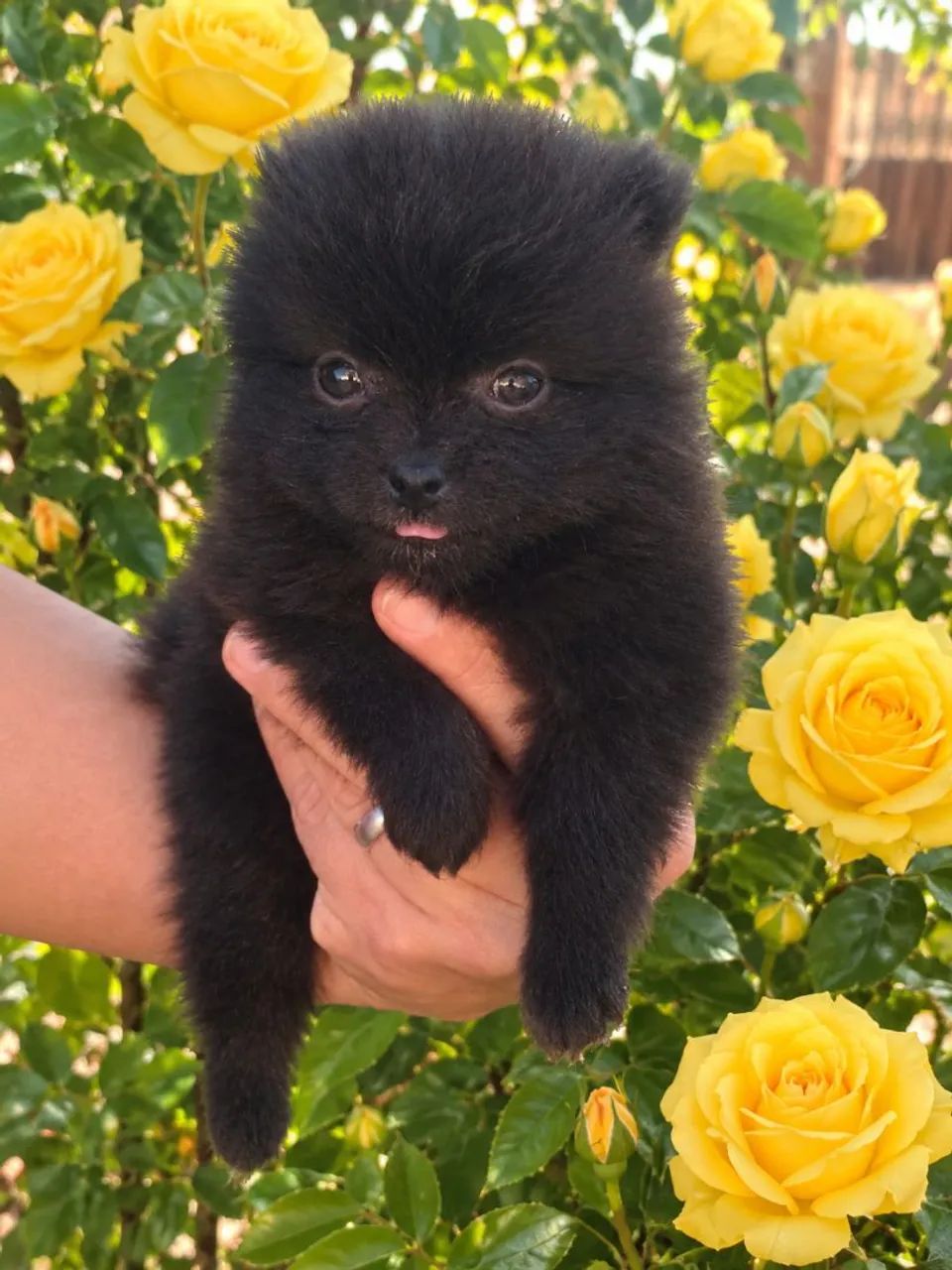 Spitz Alemão  - Foto 4