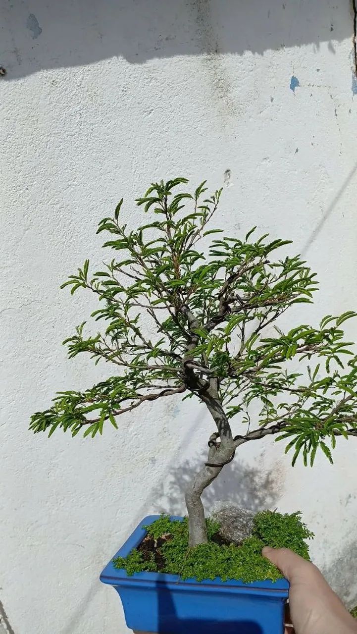 Bonsai
