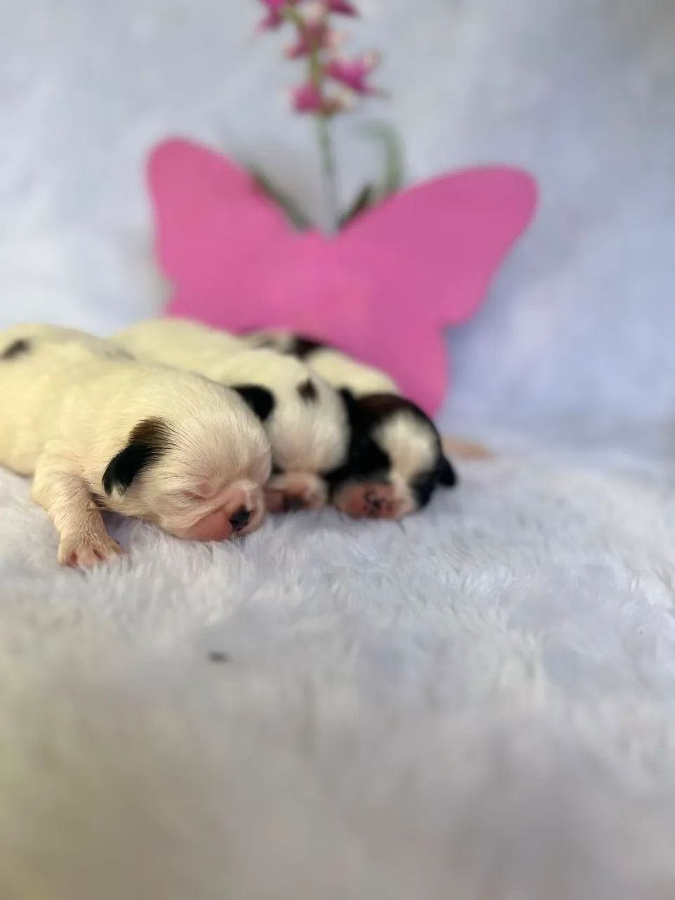 Shih Tzu  - Foto 2