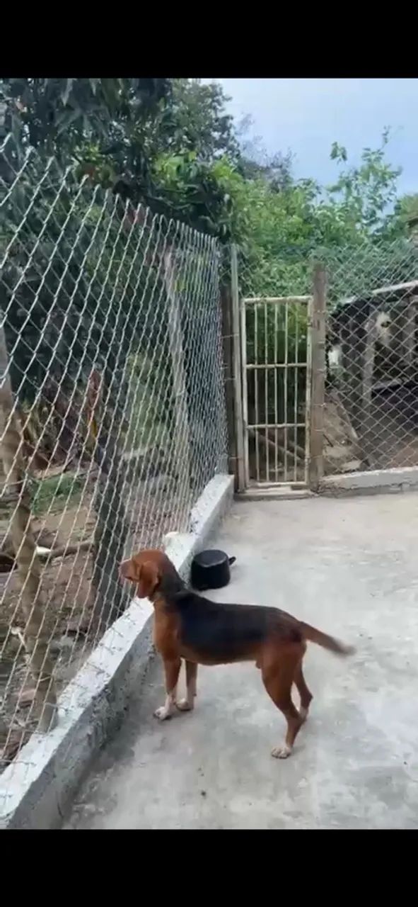 Americano com beagle - Foto 2
