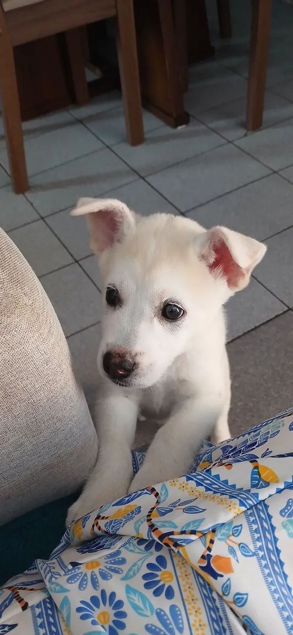Filhote mestiça! - Foto 4