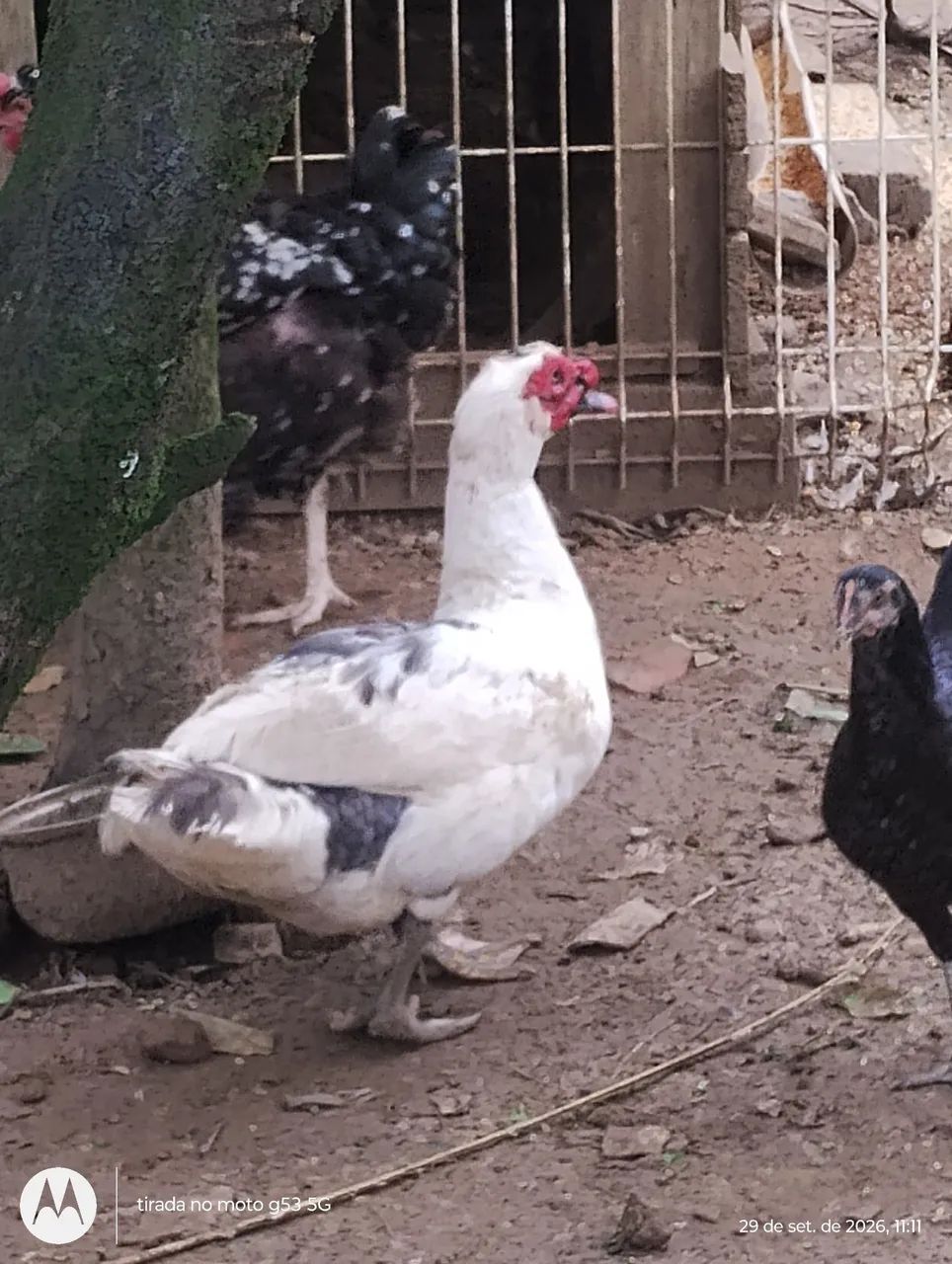 Patos e patas  - Foto 4