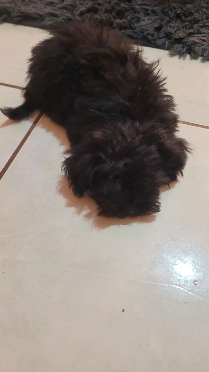 Shih tzu  - Foto 3
