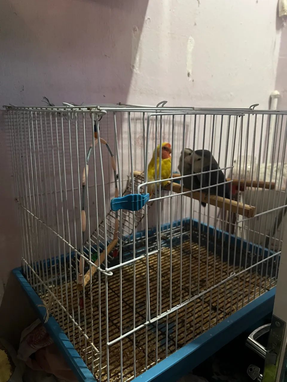 Gaiola