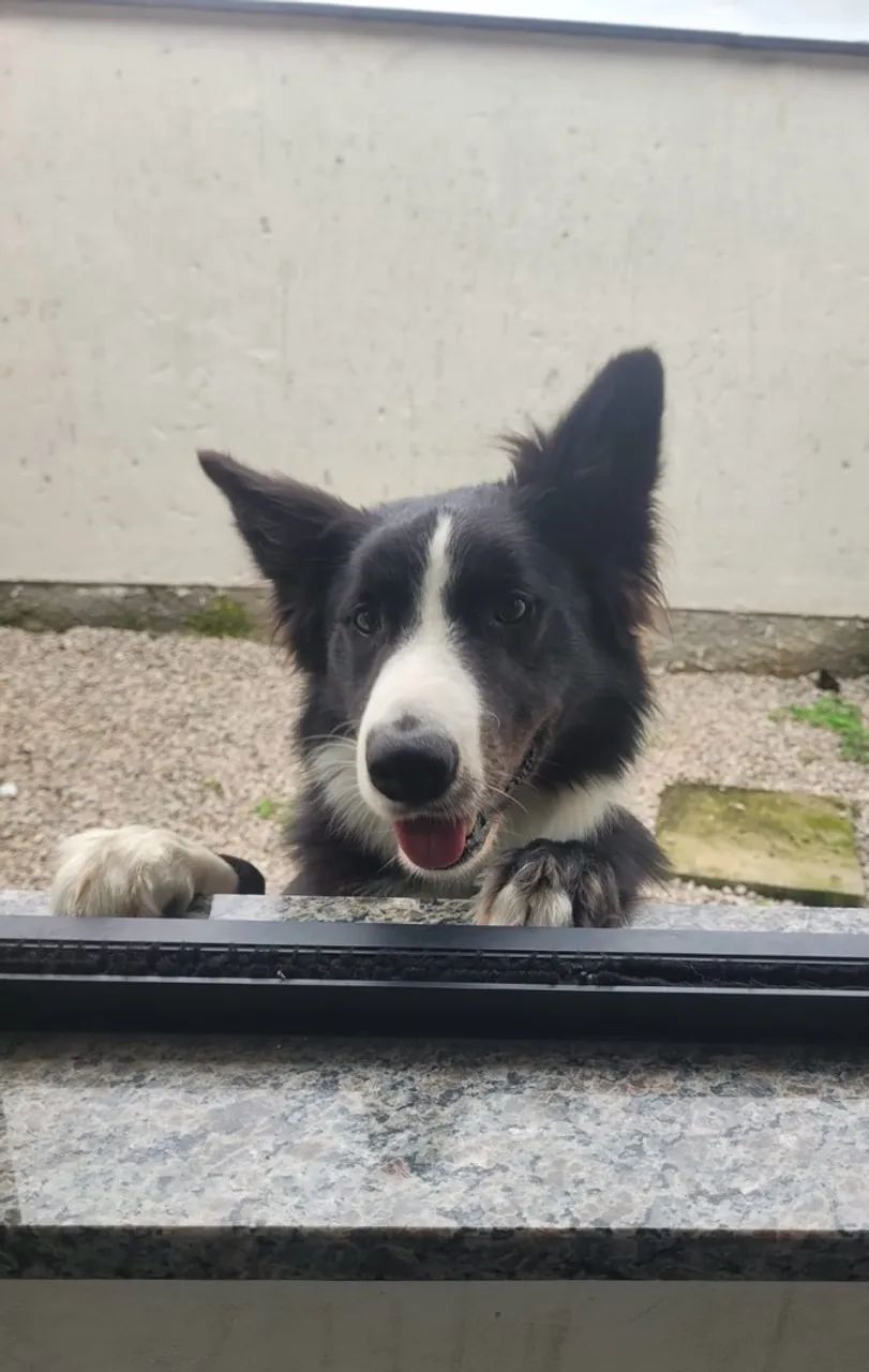 Doação border Collie 