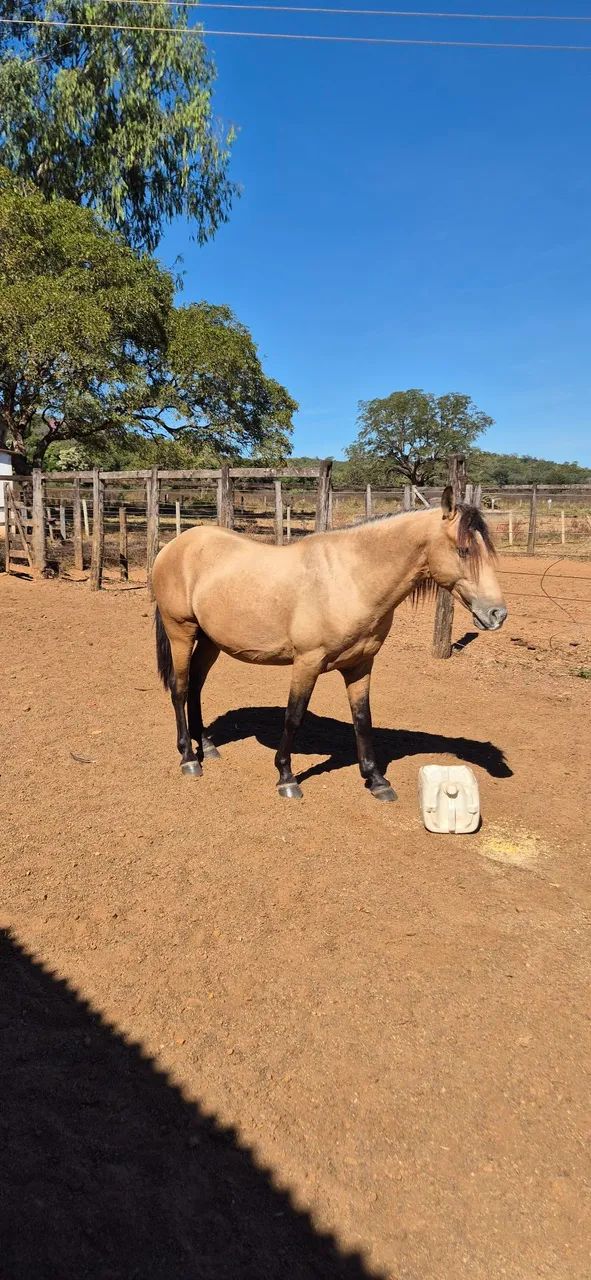 CAVALO E POTRO (Aceito gado) - Foto 6