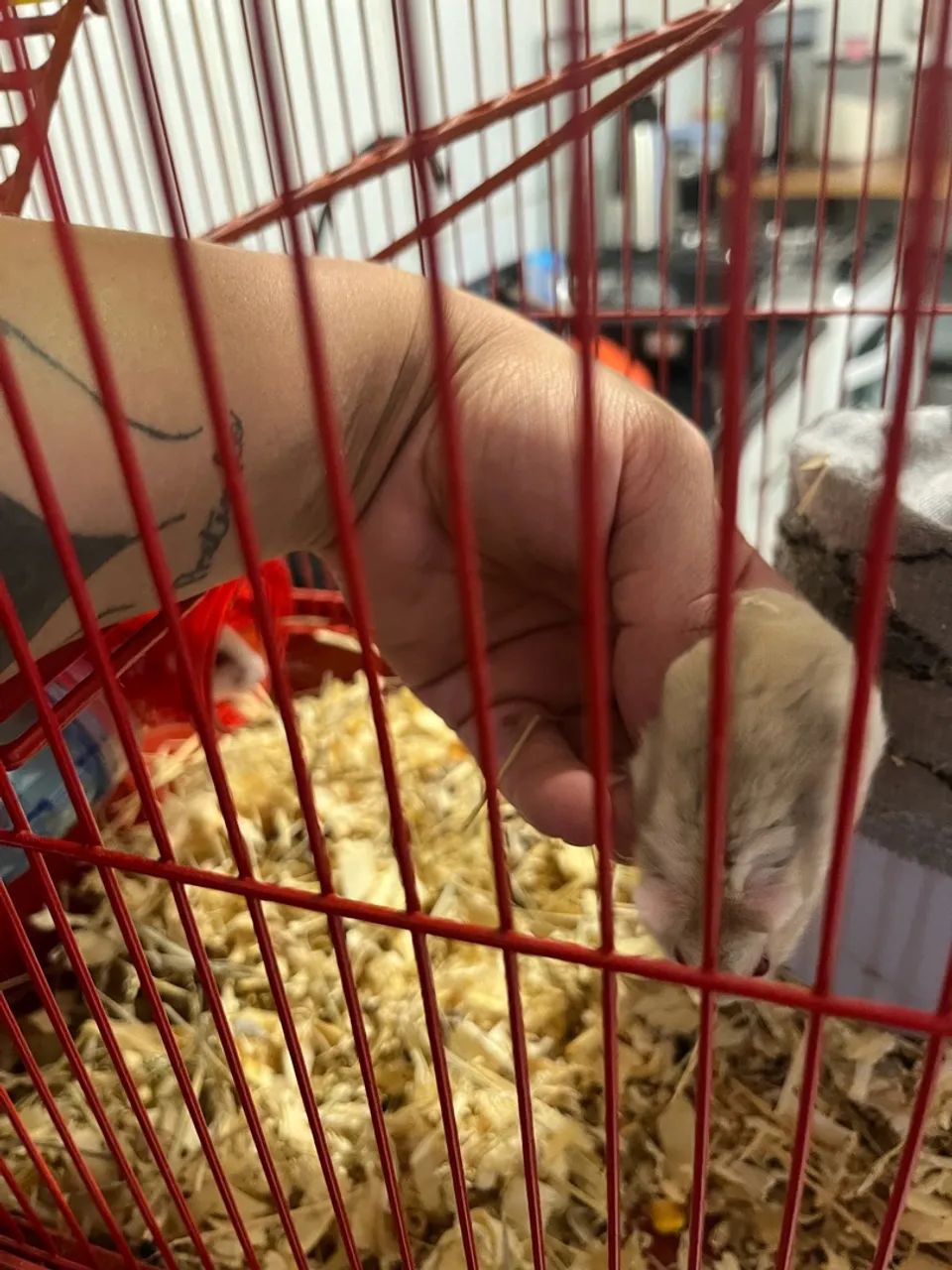 Animais - Foto 3