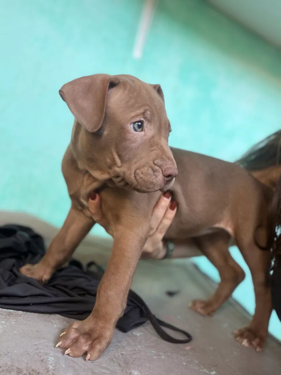 Pitbulls filhotes - Foto 3