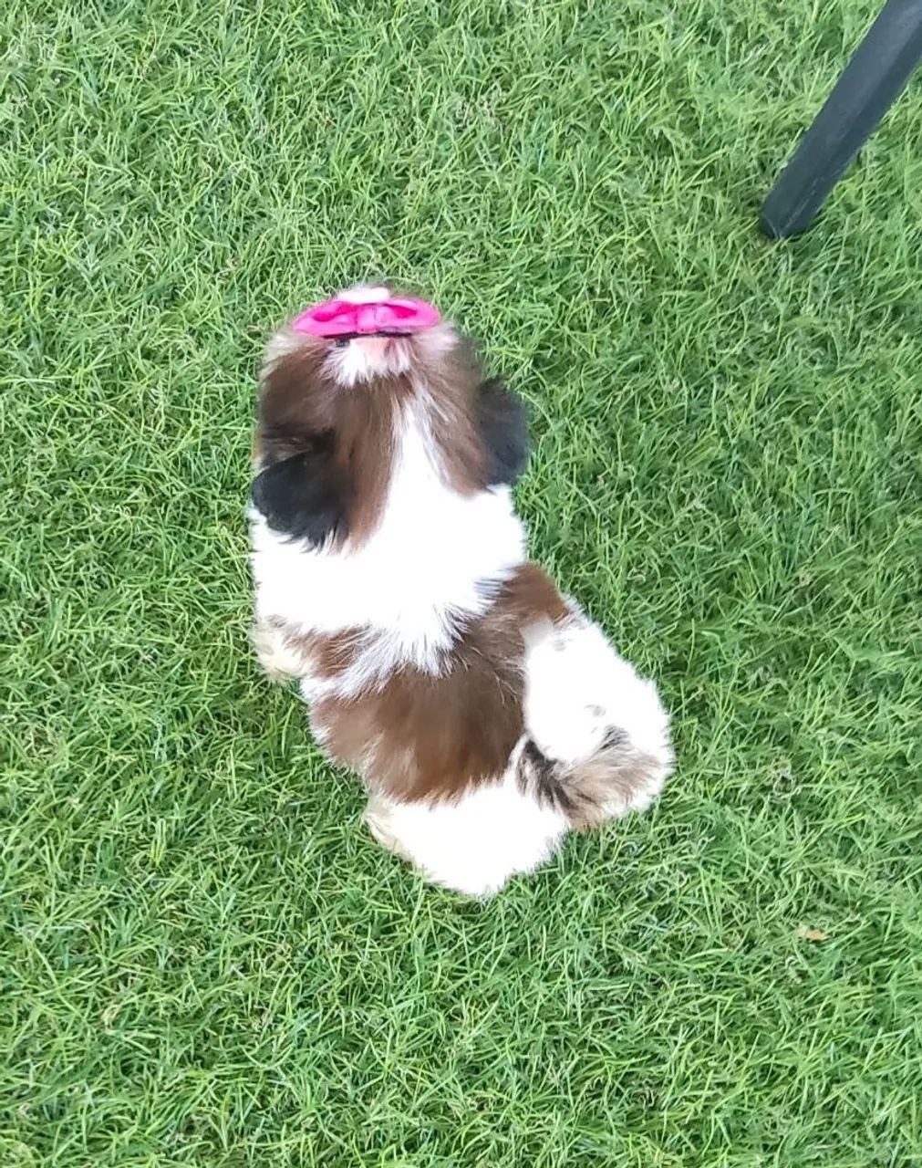 Shitzu fêmea micro ? - Foto 2