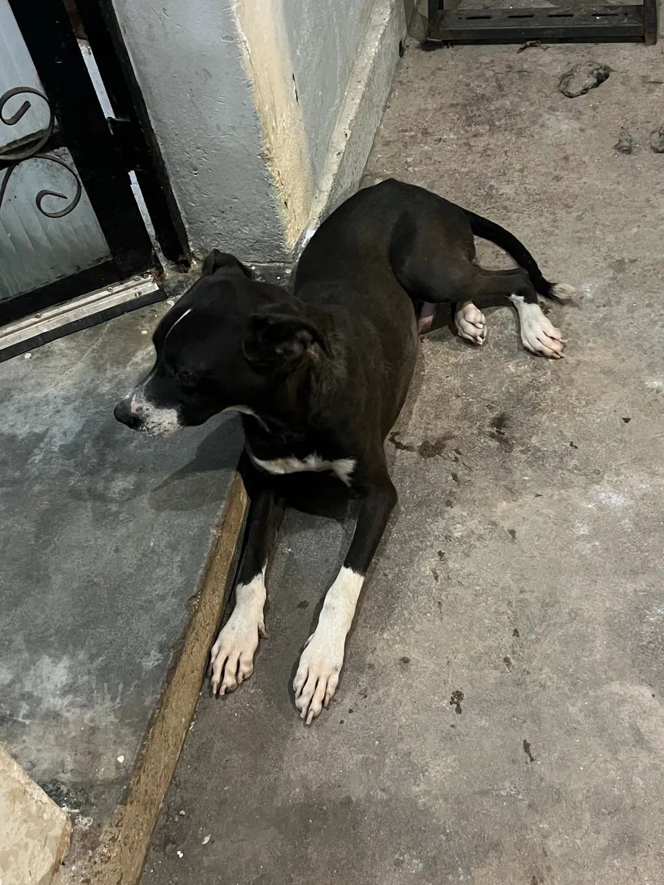 Doa-se cachorro  - Foto 2