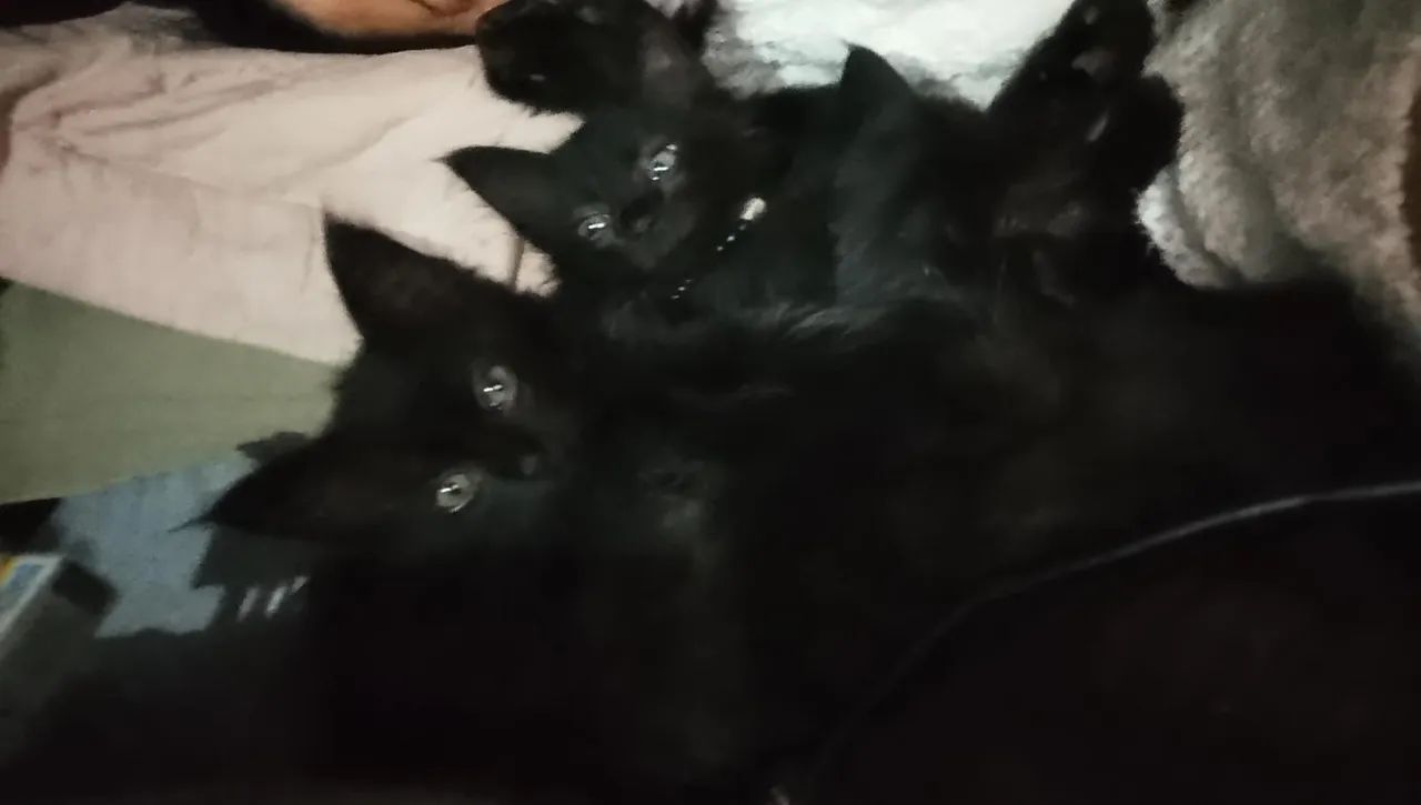 Filhotes de Gato Angora  - Foto 5