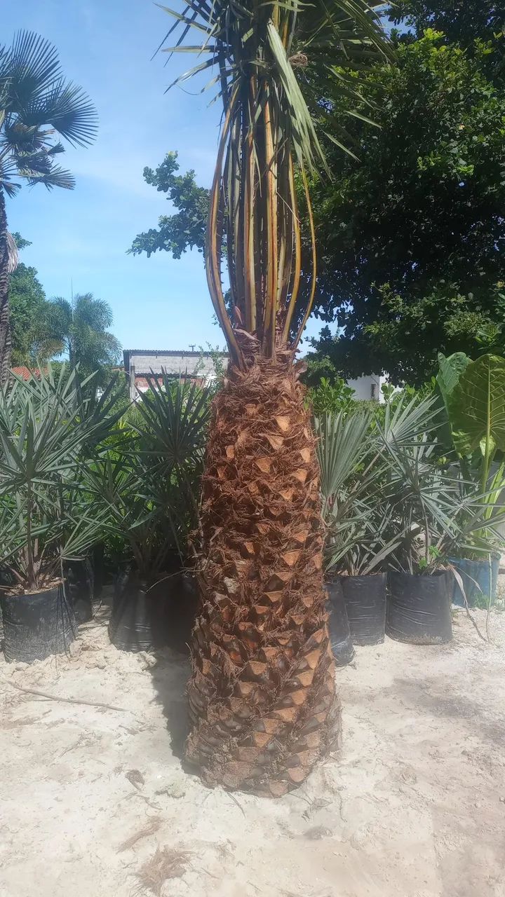 Carnaúbas  - Foto 4