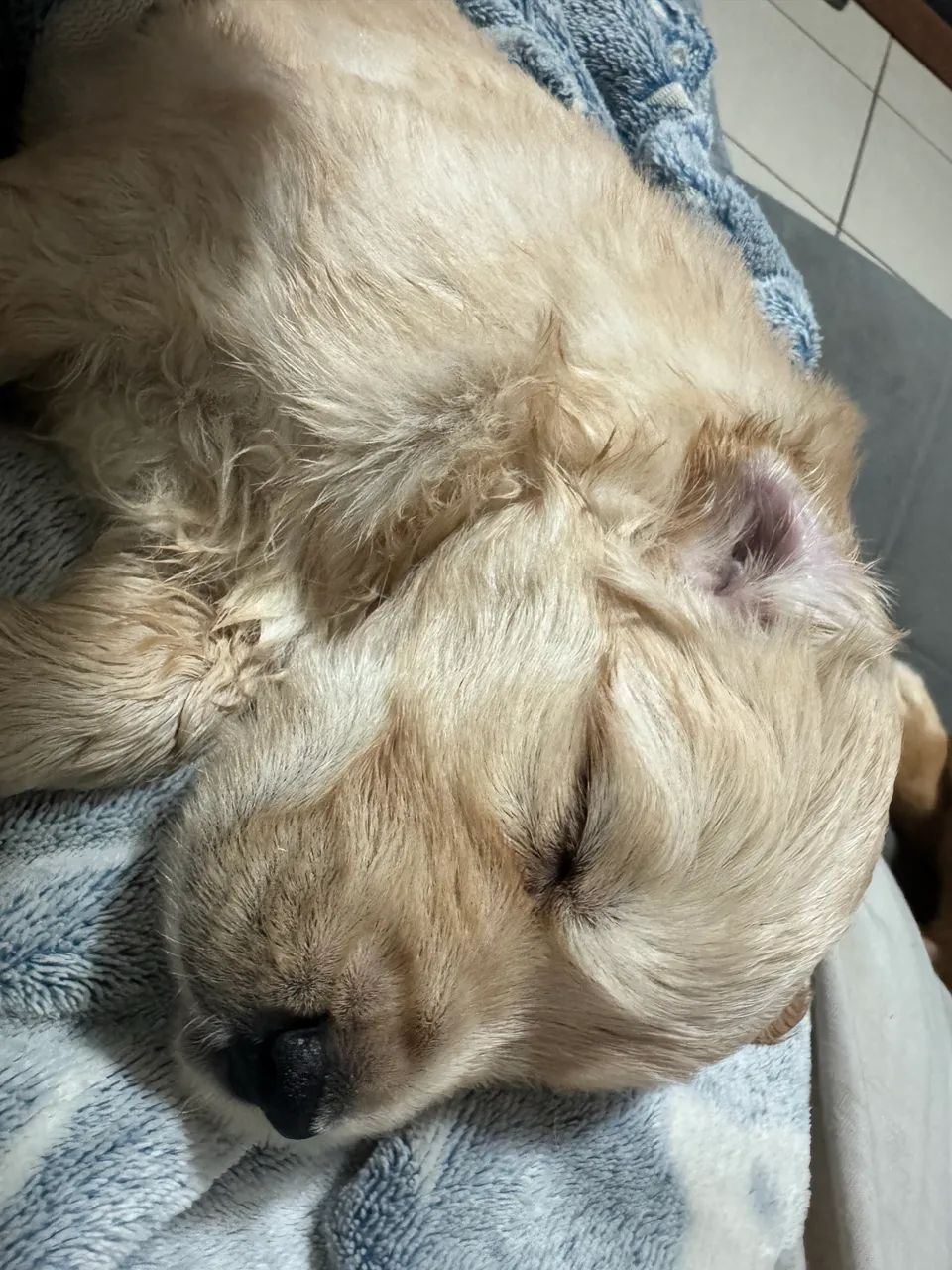 Goldens  - Foto 5