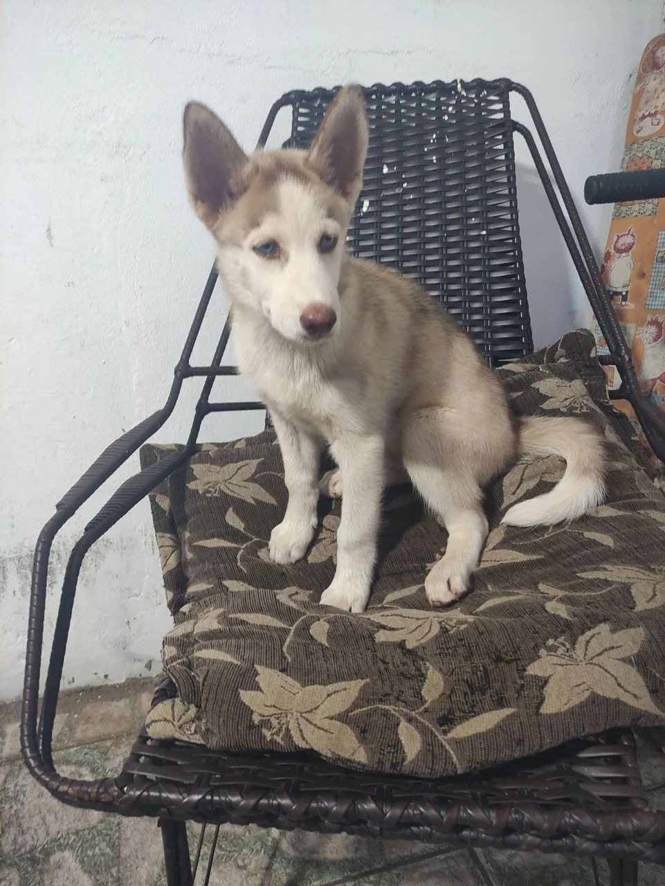 Husky Siberiano  - Foto 3