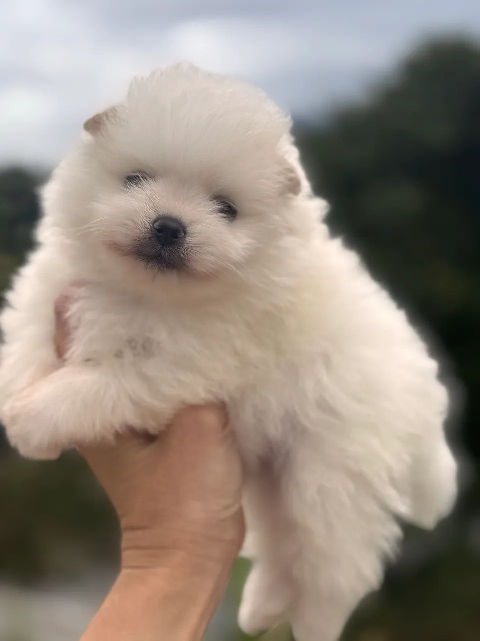 Cachorro  - Foto 2