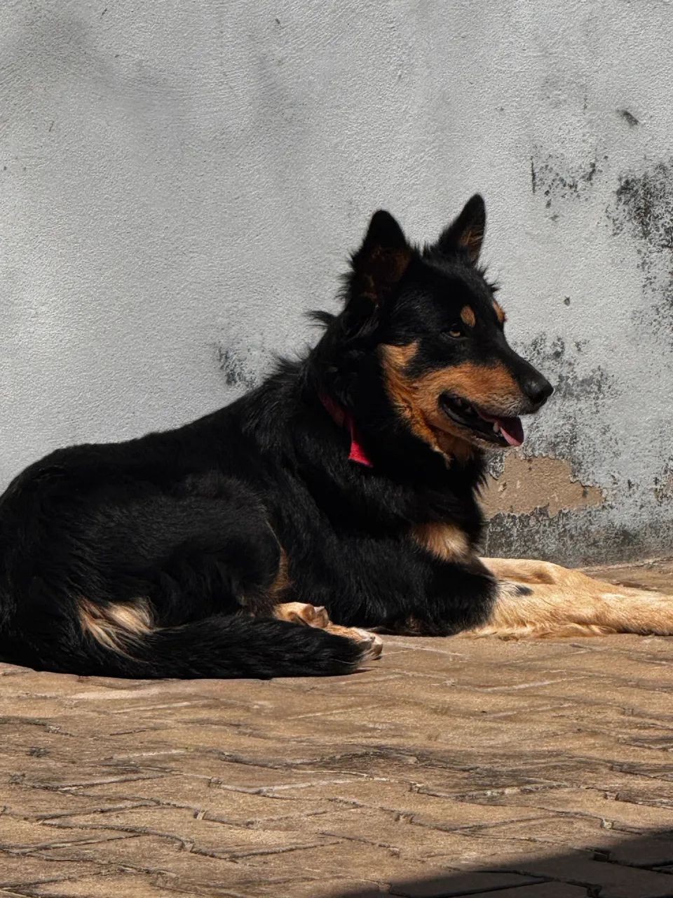 BORDER COLLIE - Foto 2