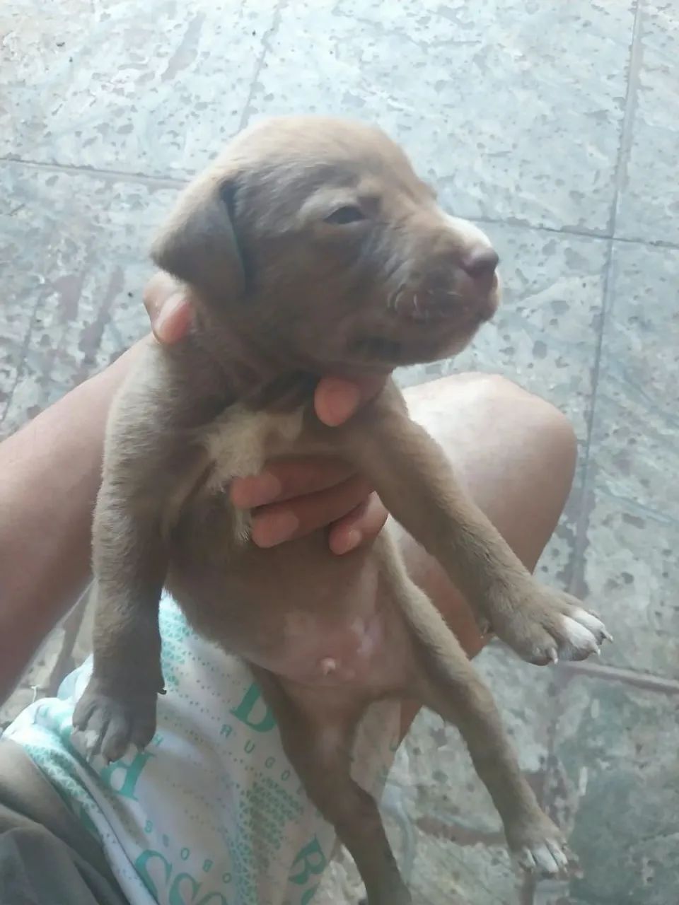 Doação cachorro  - Foto 3