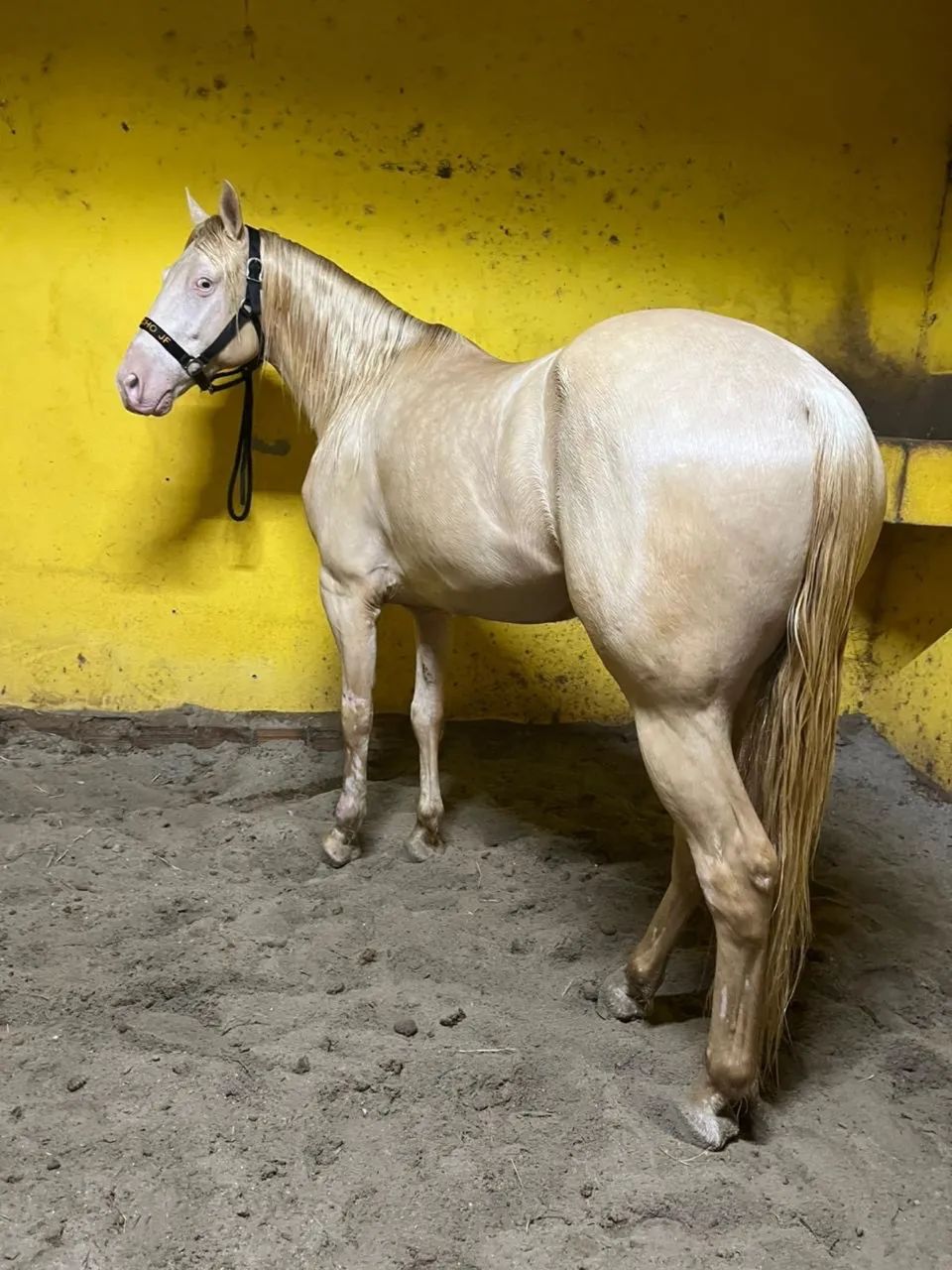 Potro Cremelo 4 anos lindo e forte  - Foto 4