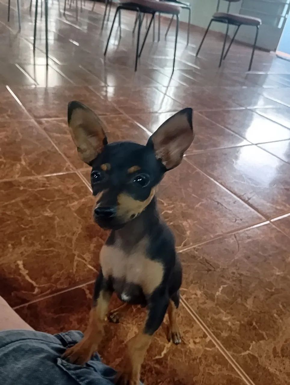 Pinscher macho  - Foto 5