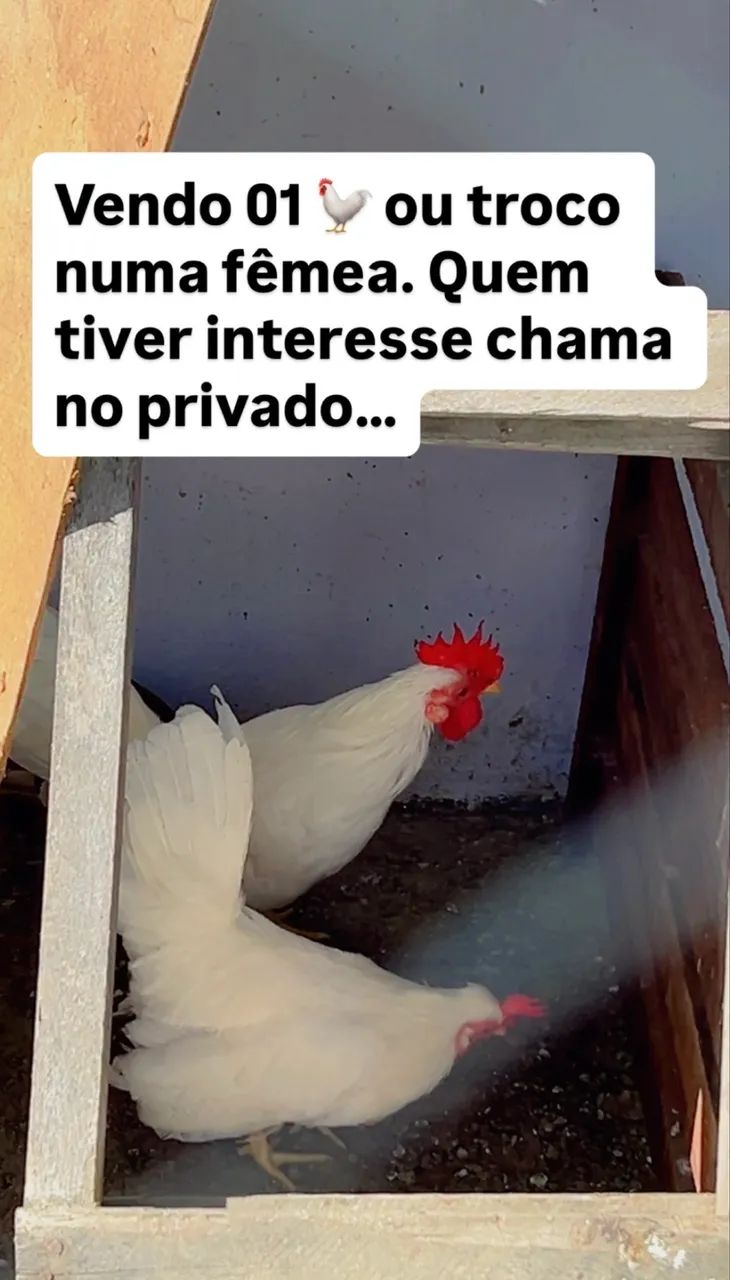 Vendo galinho - Foto 2