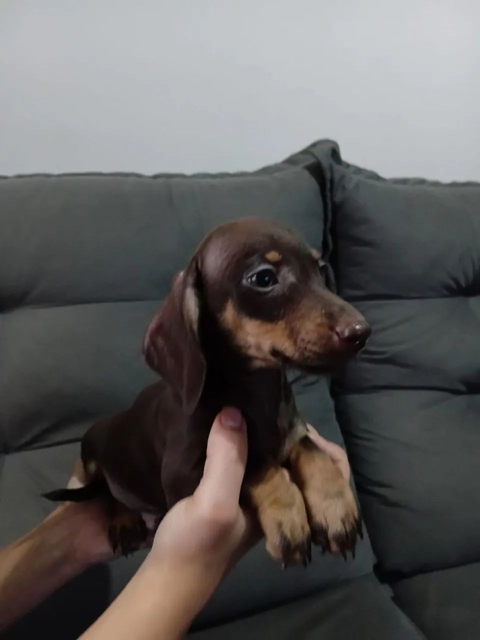 Filhotes teckel  - Foto 5