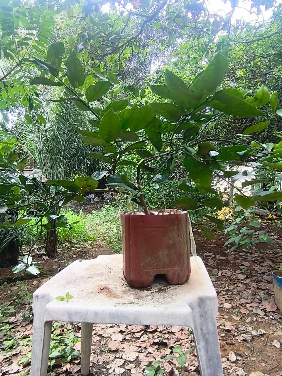 Muda limão ? Thayti  - Foto 3