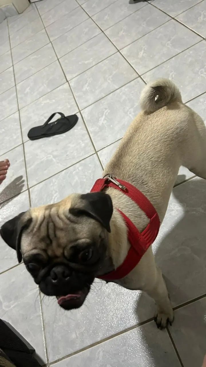 Vendo cachorro Pug  - Foto 3