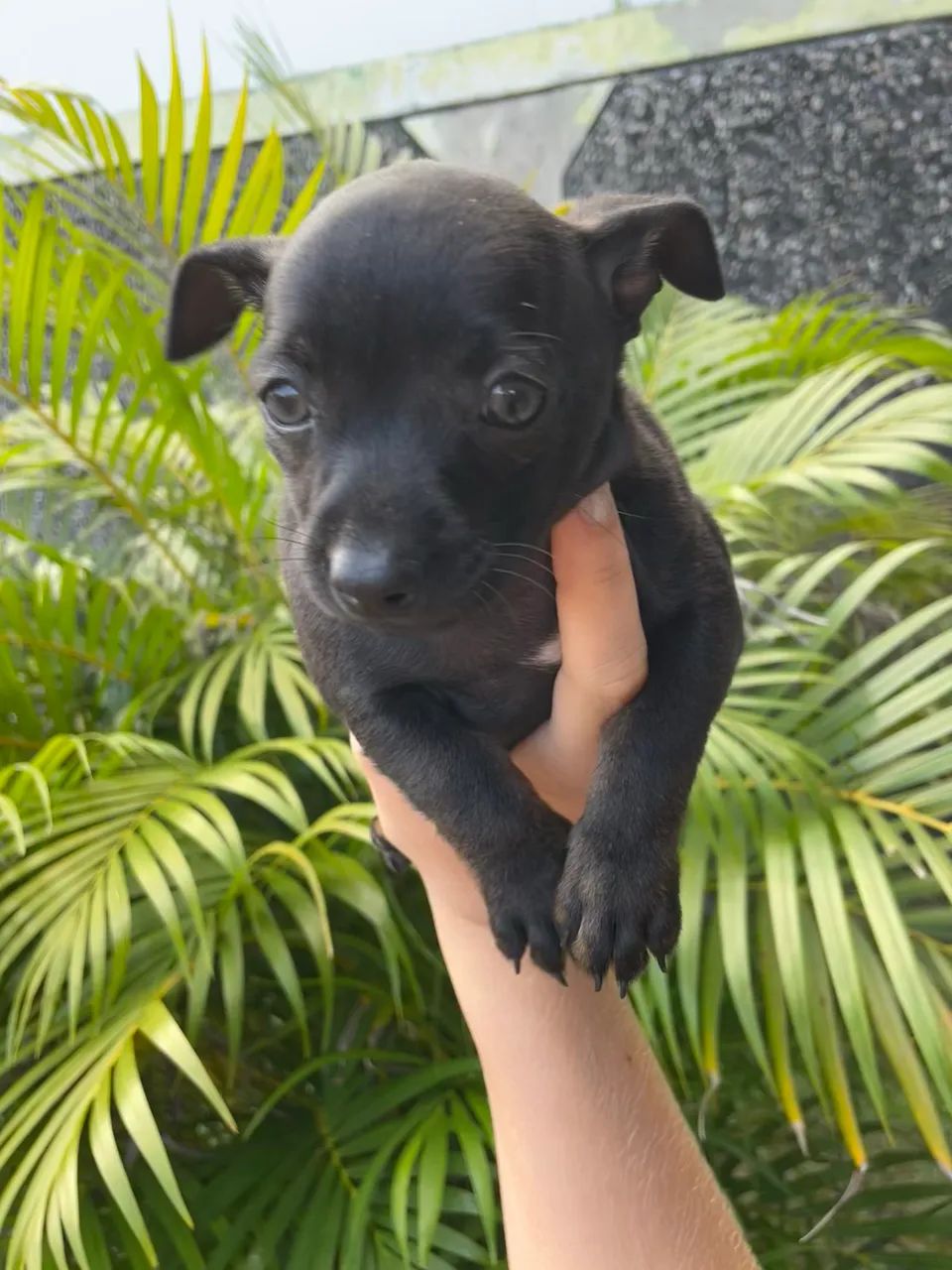 Pinscher macho  - Foto 2