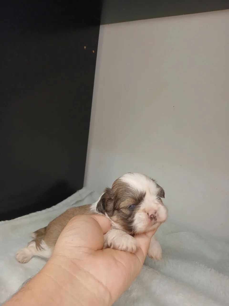 Shihtzu macho disponível para reserva  - Foto 4