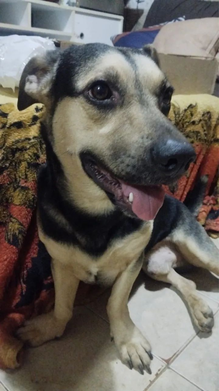 Adoção responsável  - Foto 2