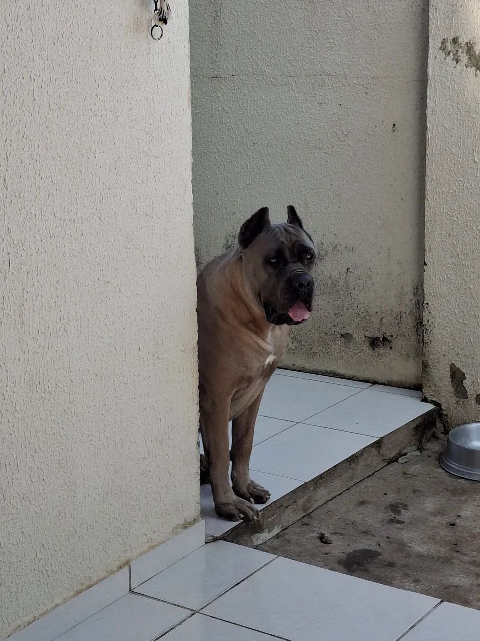 Cane corso disponível para cobertura  - Foto 3