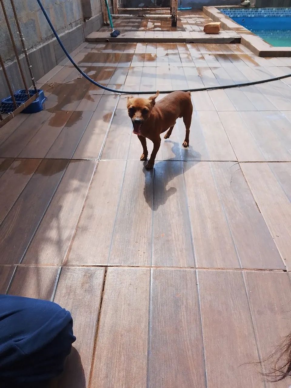 Pincher 2.0 - Foto 4
