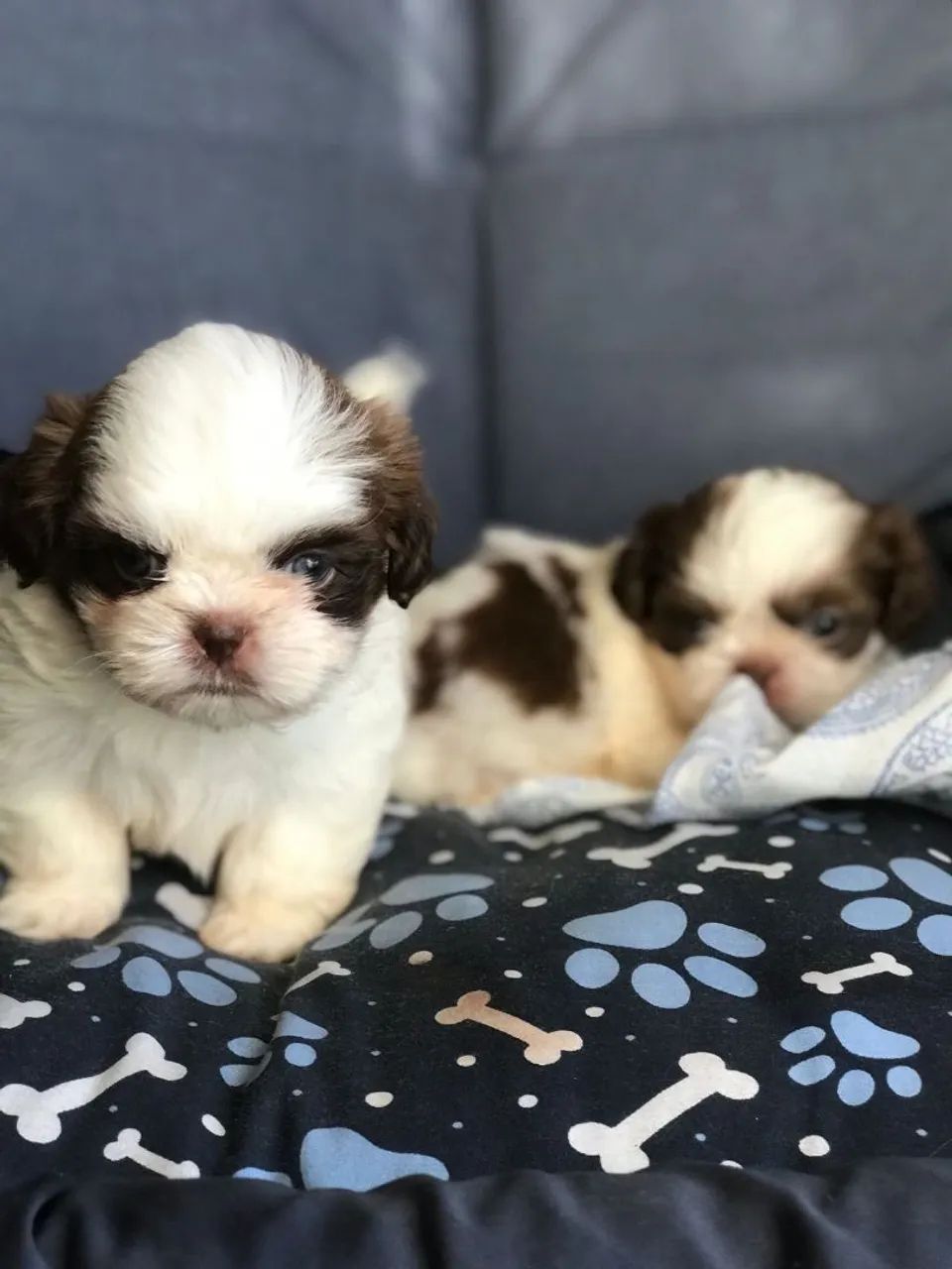 Filhotes de shihtzu - Foto 2