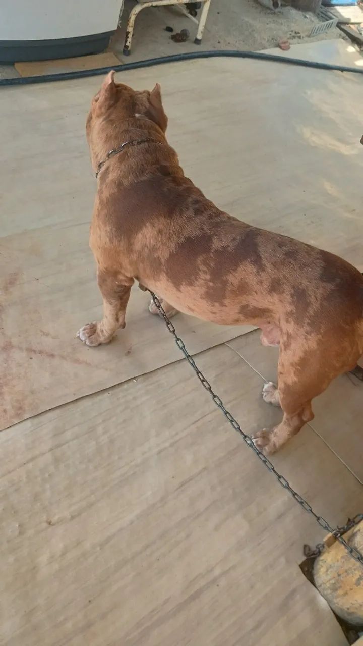 Cachorro  - Foto 4