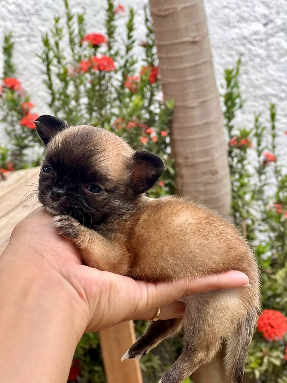 Chihuahua fêmea tamanho raridade na raça com documento  - Foto 2