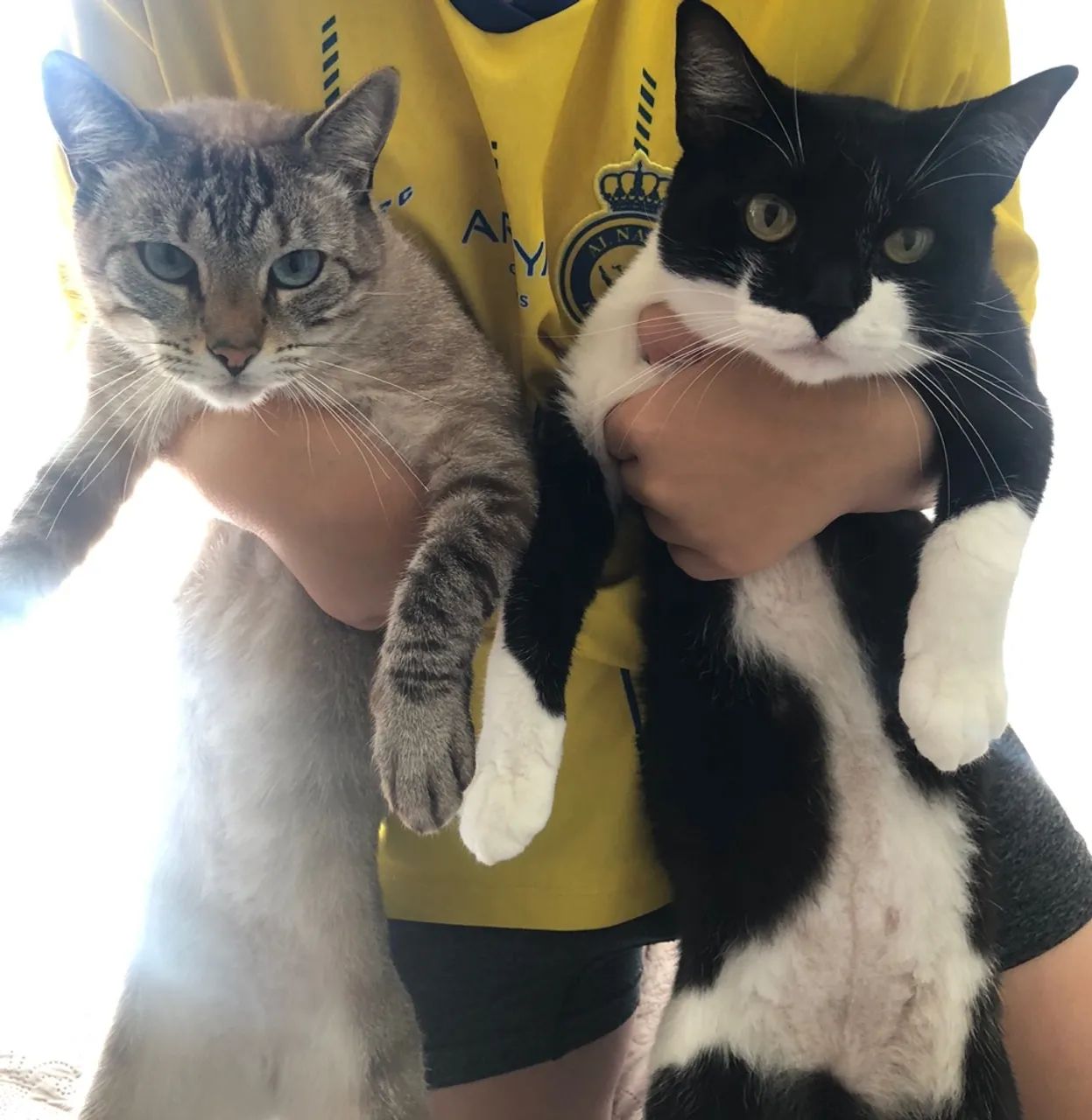 Adoção responsável Gato Gatinho - Foto 2