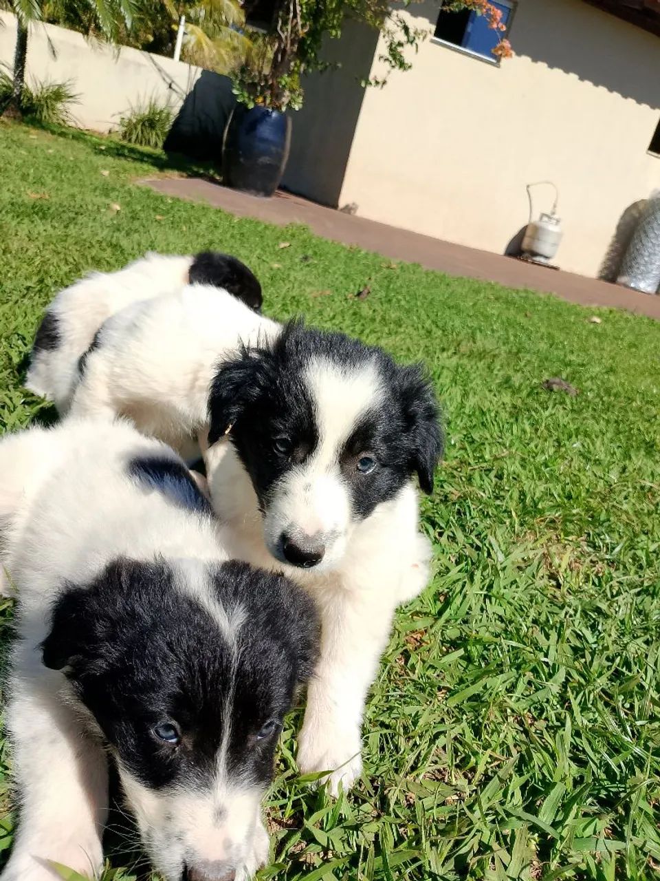 Border collie 