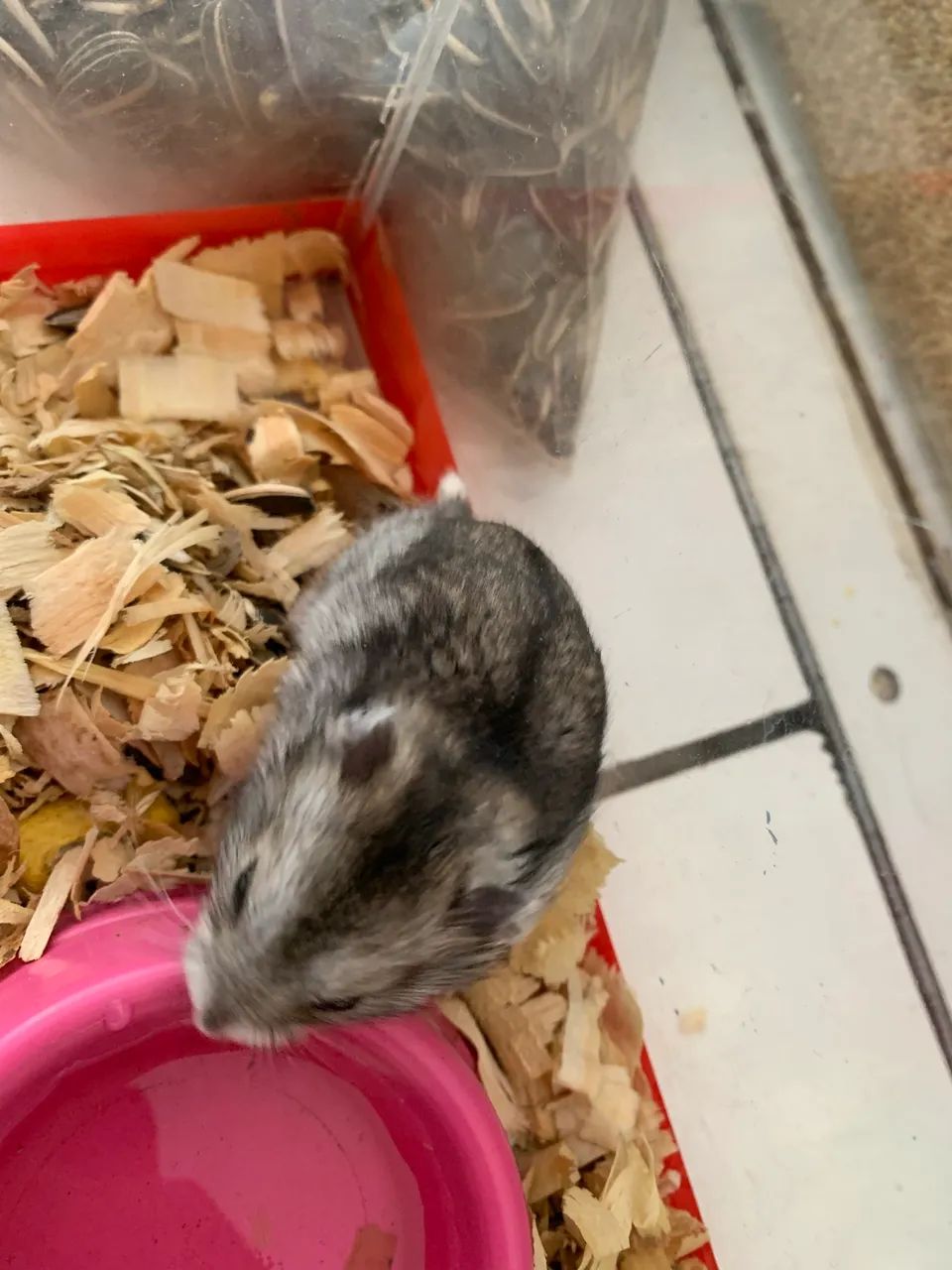 Hamster anão russo  - Foto 4