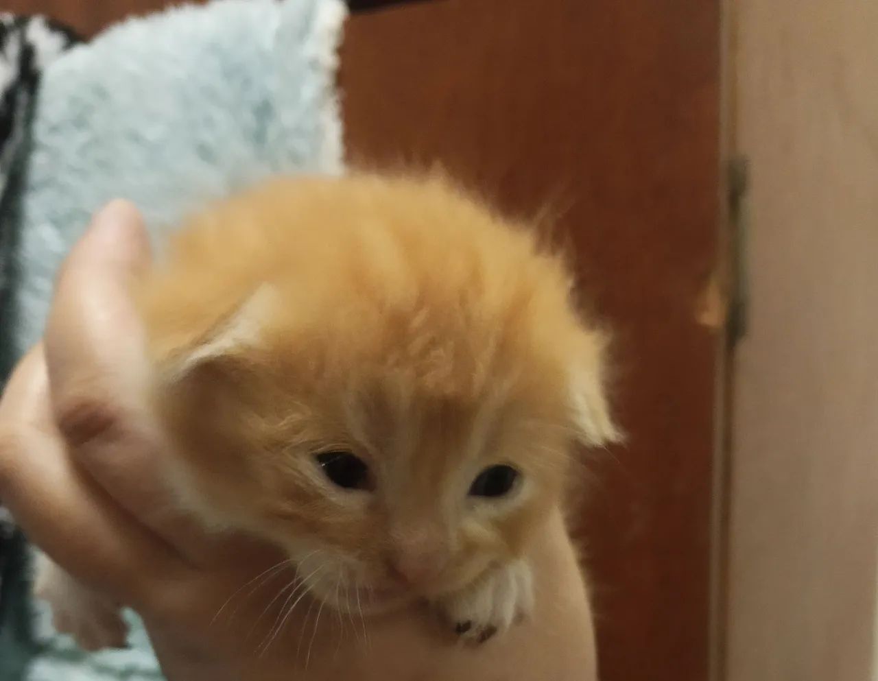 Venda filhotes de gato persa