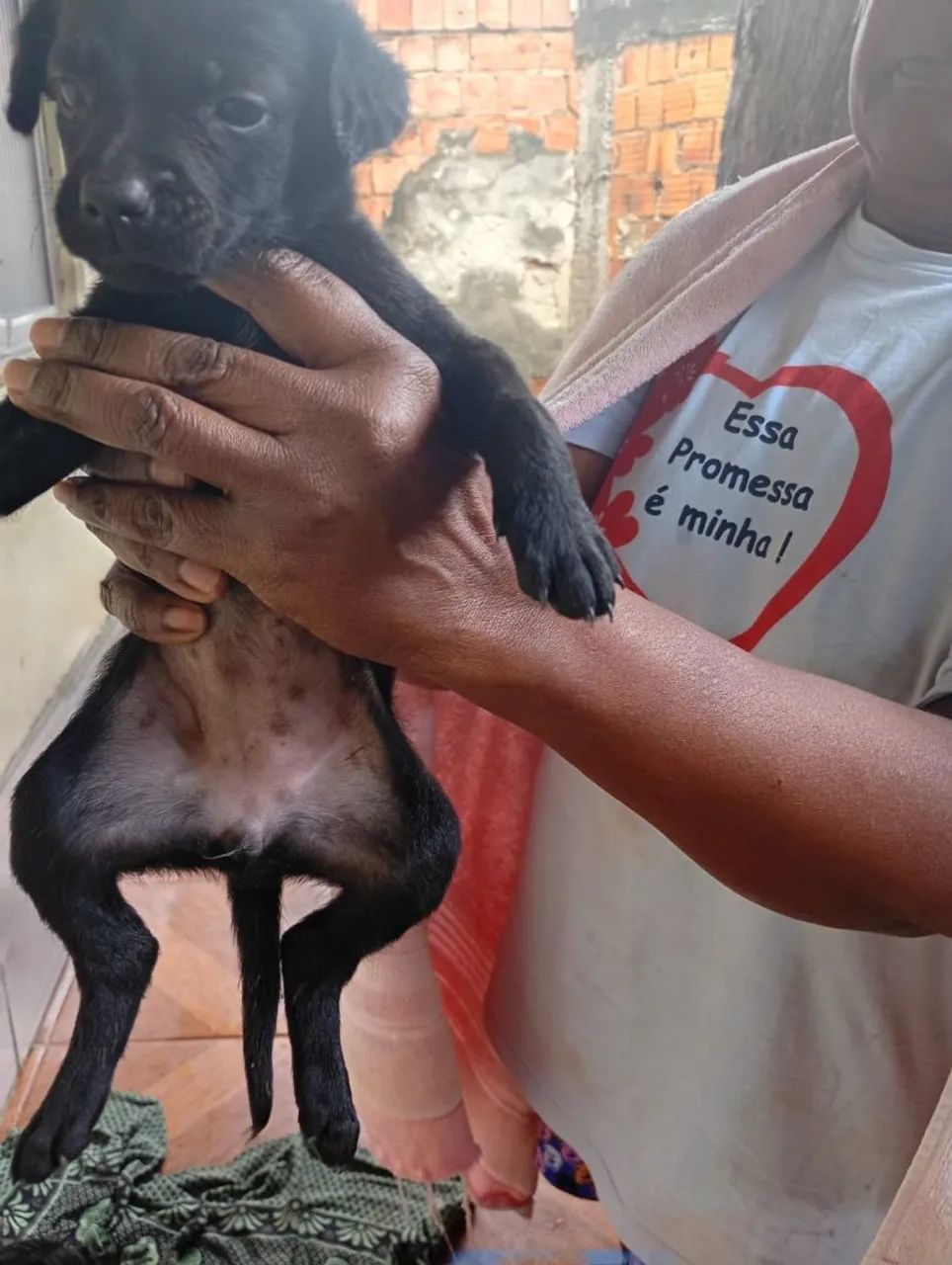 Estou doando esses cachorrinhos  - Foto 3