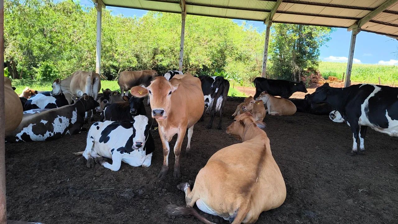 Vacas de leite e novilhas 